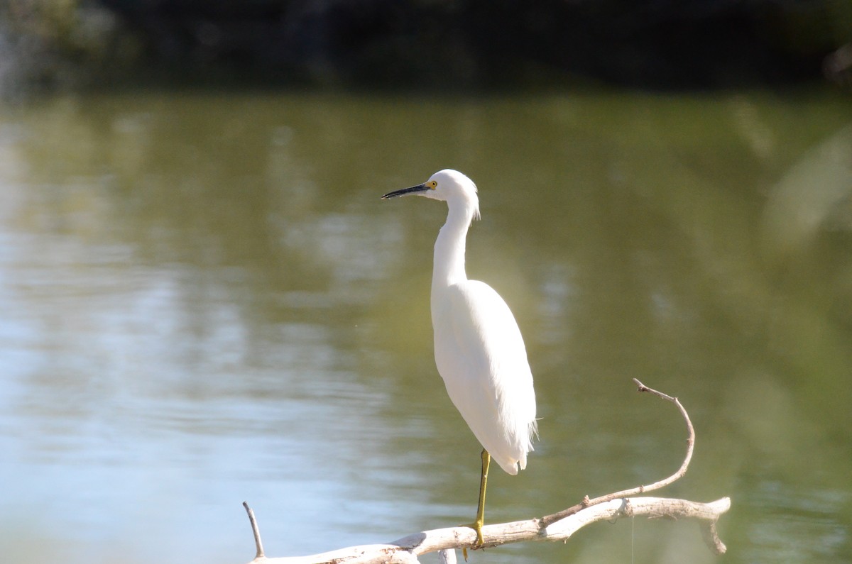 לבנית אמריקנית - ML647017612