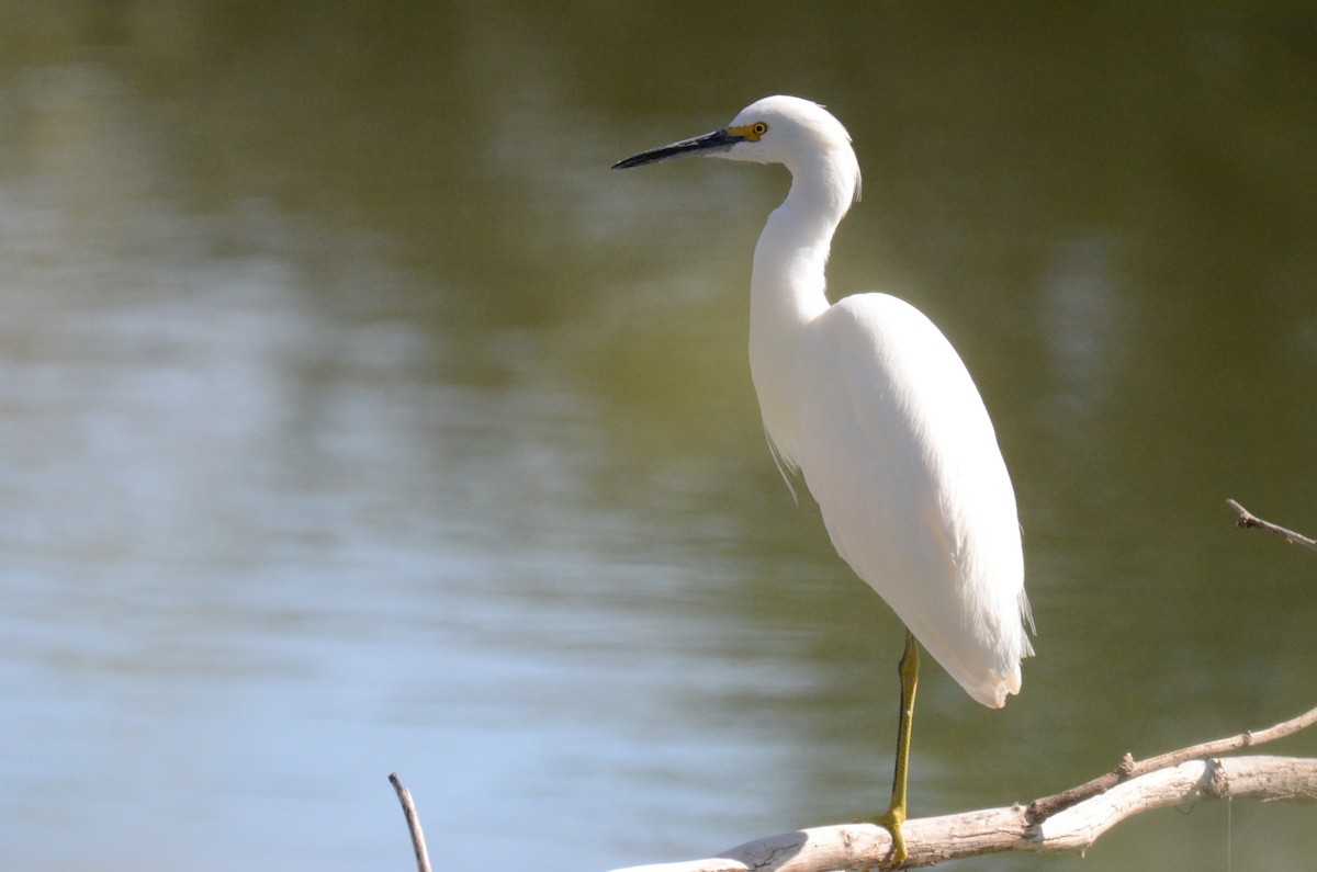 לבנית אמריקנית - ML647017613