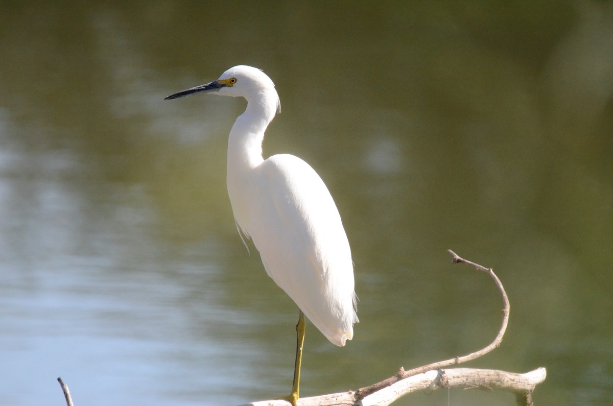 לבנית אמריקנית - ML647017614