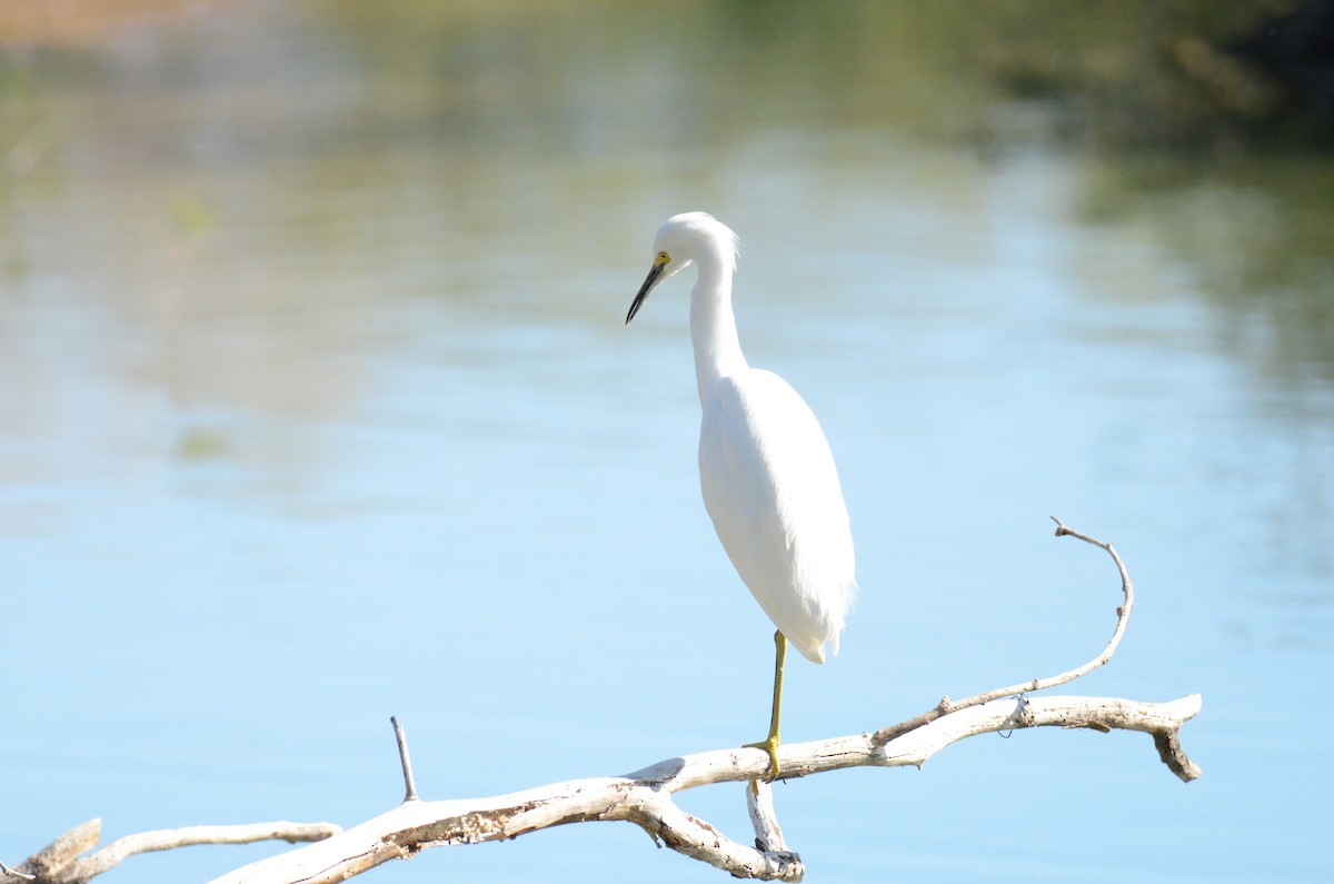 לבנית אמריקנית - ML647017615