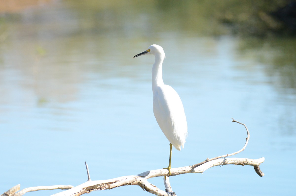 לבנית אמריקנית - ML647017616