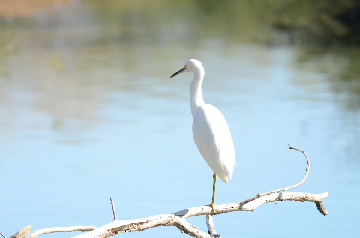 לבנית אמריקנית - ML647017617