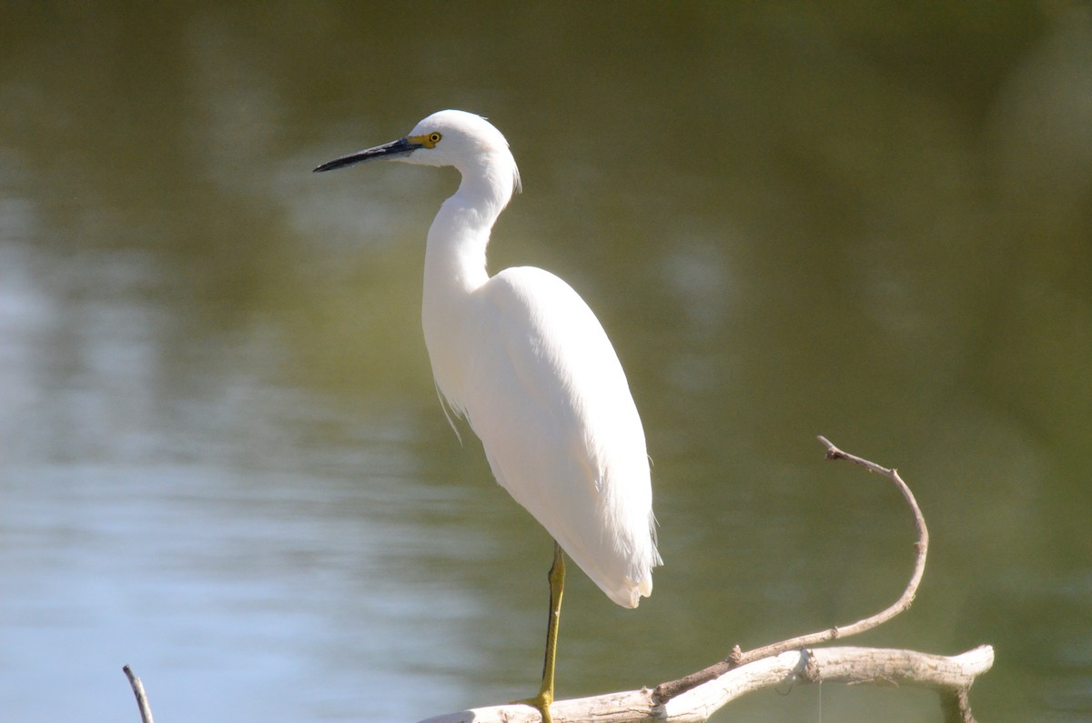 לבנית אמריקנית - ML647017618