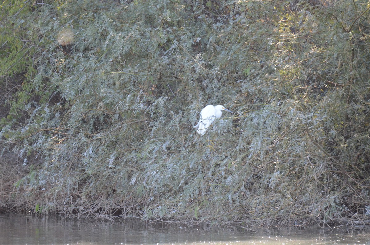 לבנית אמריקנית - ML647017619