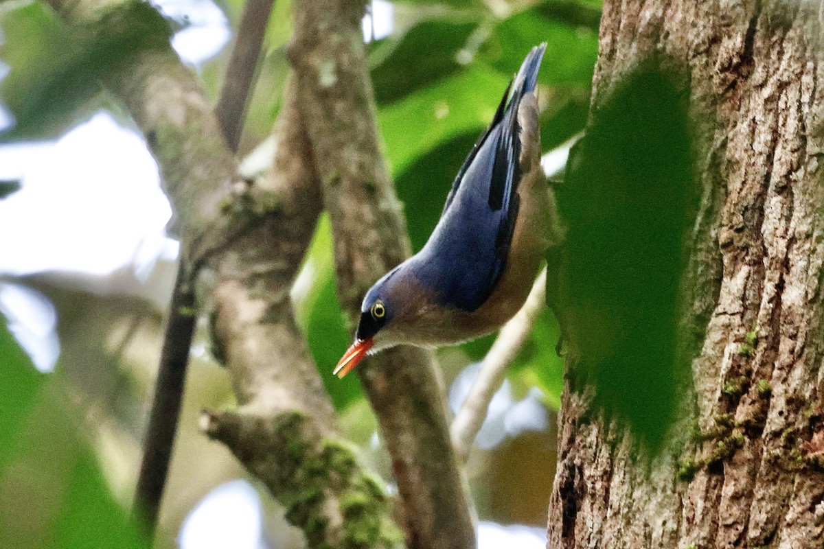Velvet-fronted Nuthatch - ML647017631