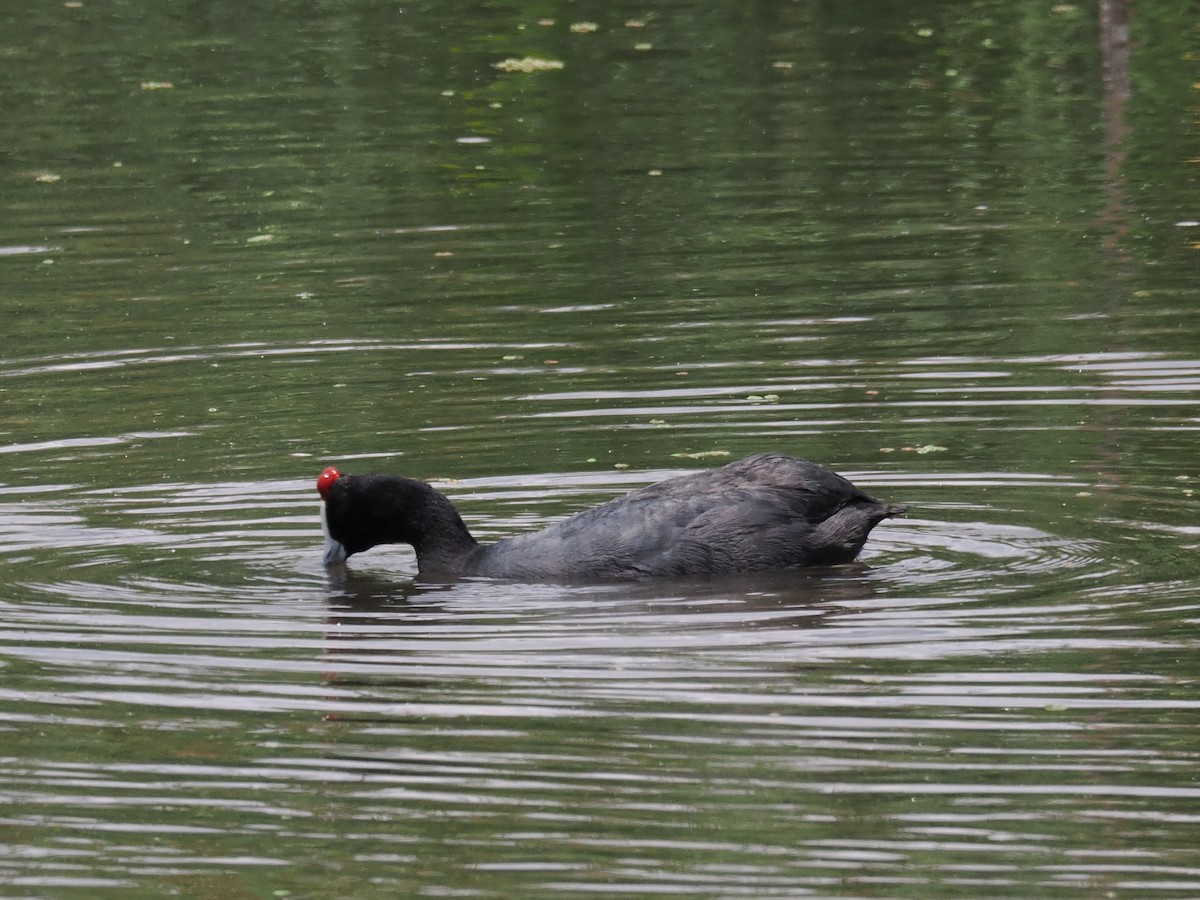 Red-knobbed Coot - ML647017634