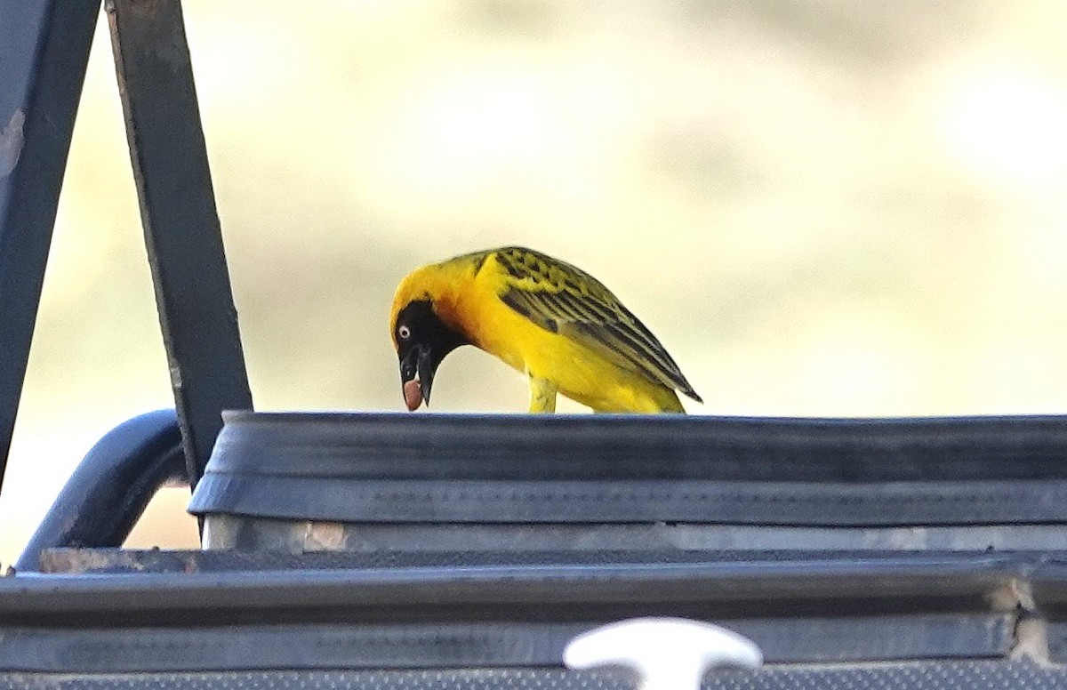 Speke's Weaver - ML647017636