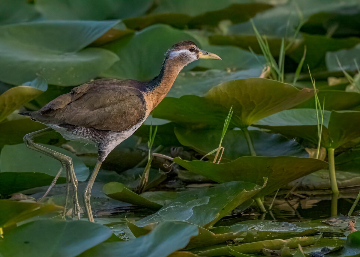 Bronze-winged Jacana - ML647017642