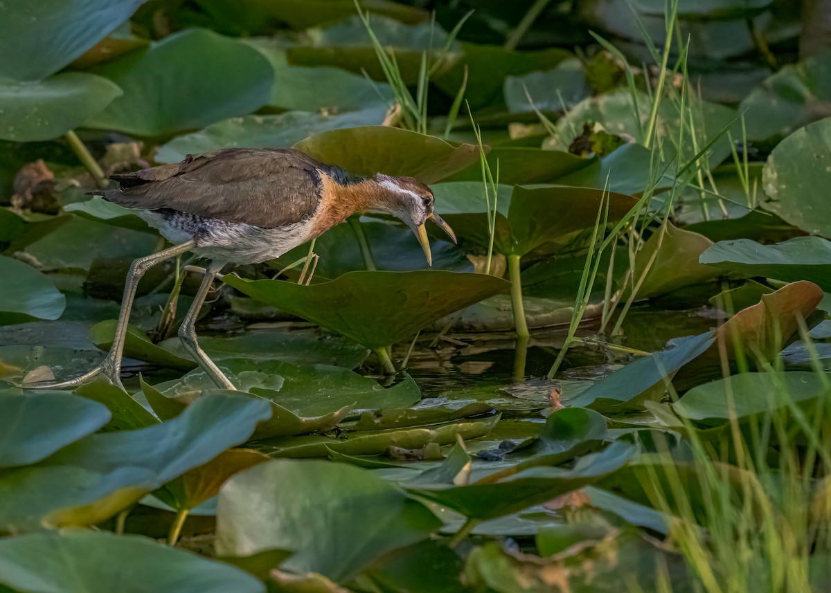 Bronze-winged Jacana - ML647017643