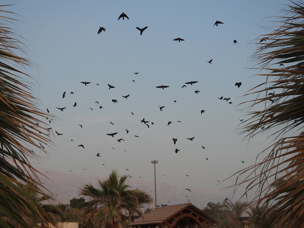 House Crow - ML647017654