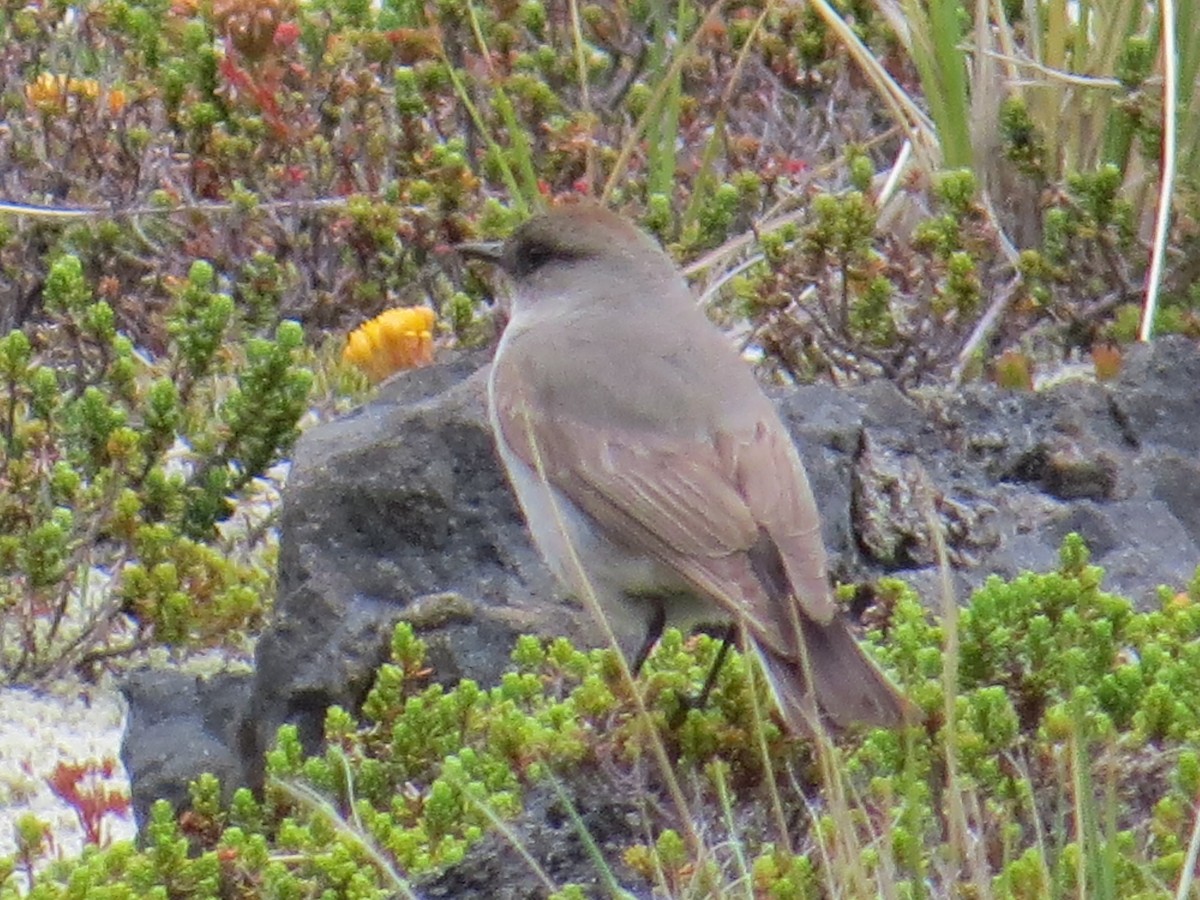 magellanmarktyrann - ML647017681