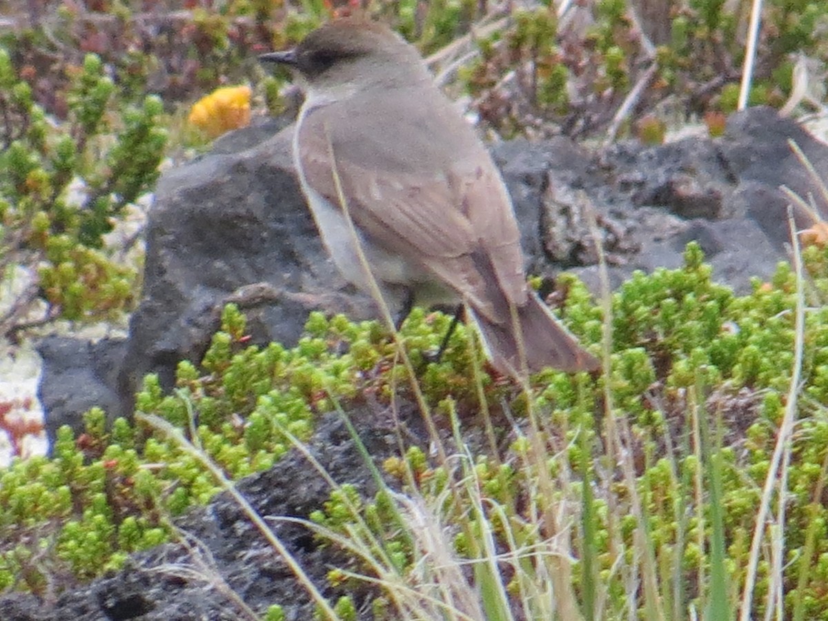 magellanmarktyrann - ML647017682