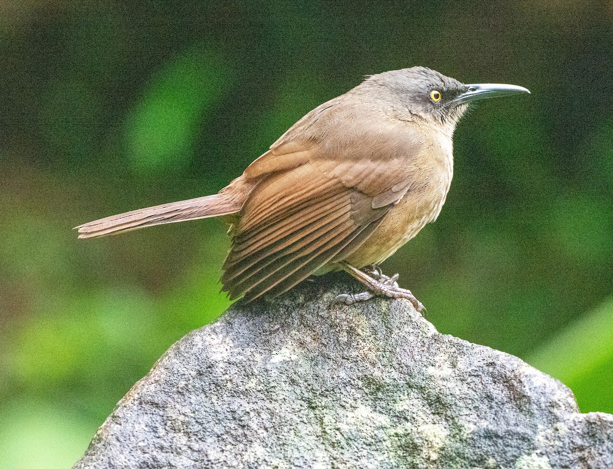 Trembleur brun - ML647017684