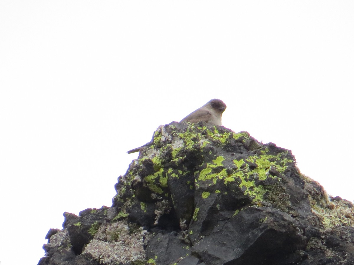 magellanmarktyrann - ML647017701