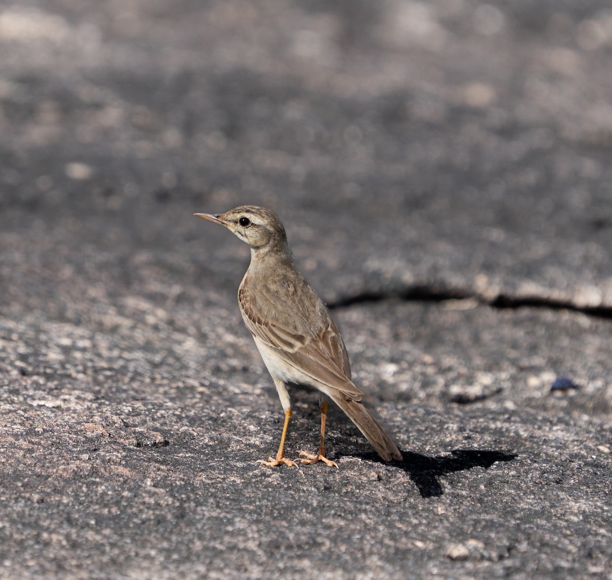 Tawny Pipit - ML647017702