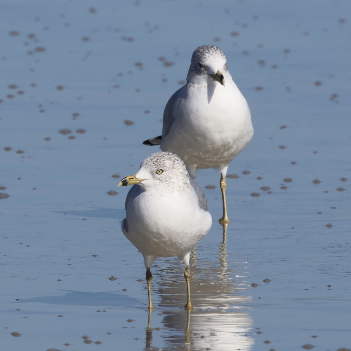 Ring-billed Gull - ML647017707