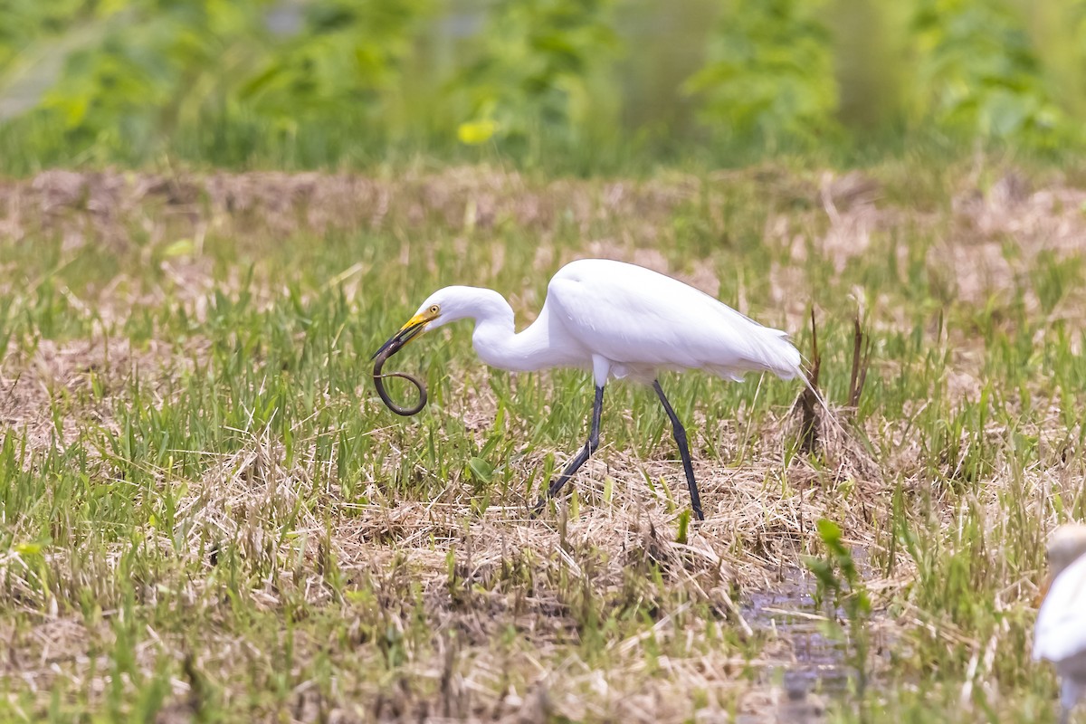 大白鷺(modesta) - ML647017731