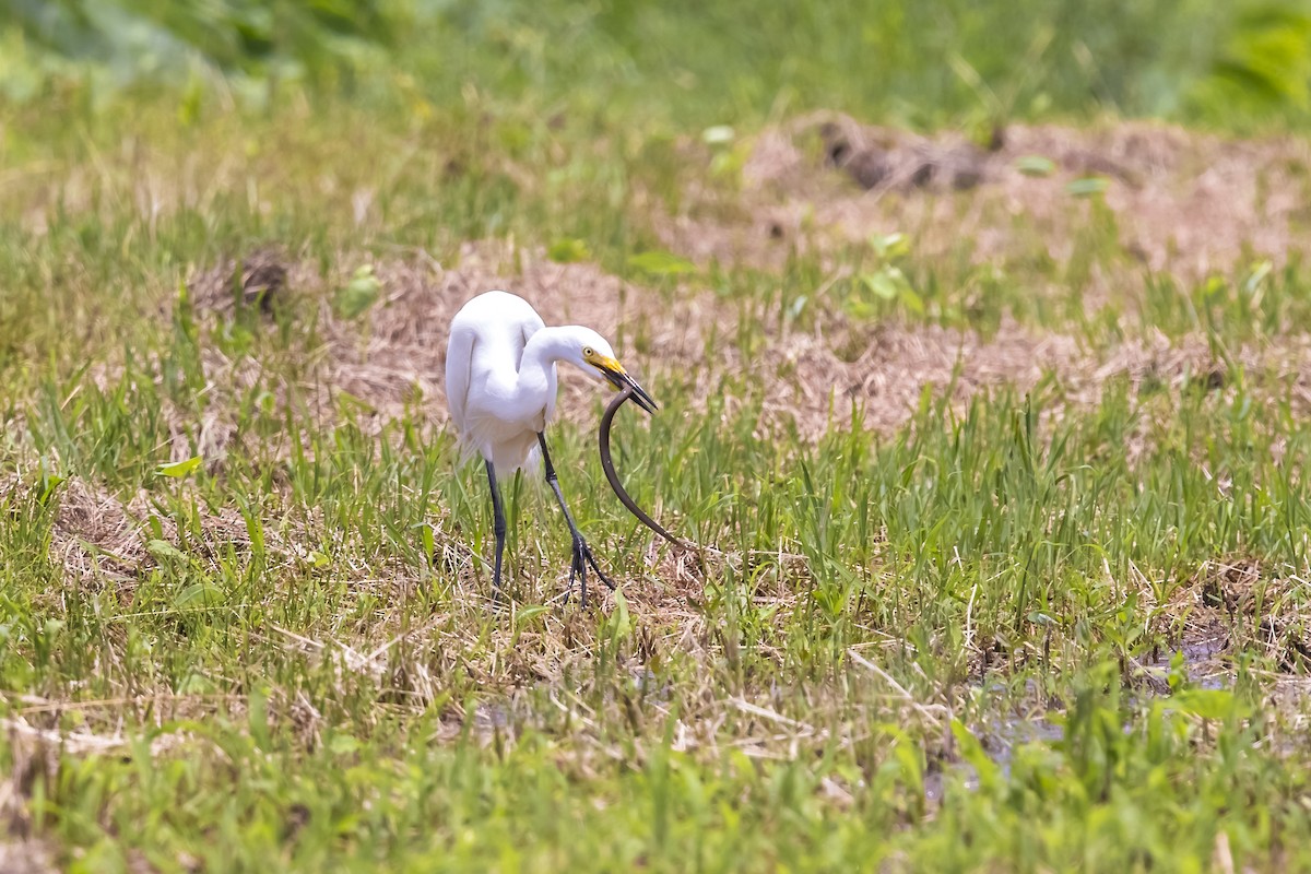 大白鷺(modesta) - ML647017734