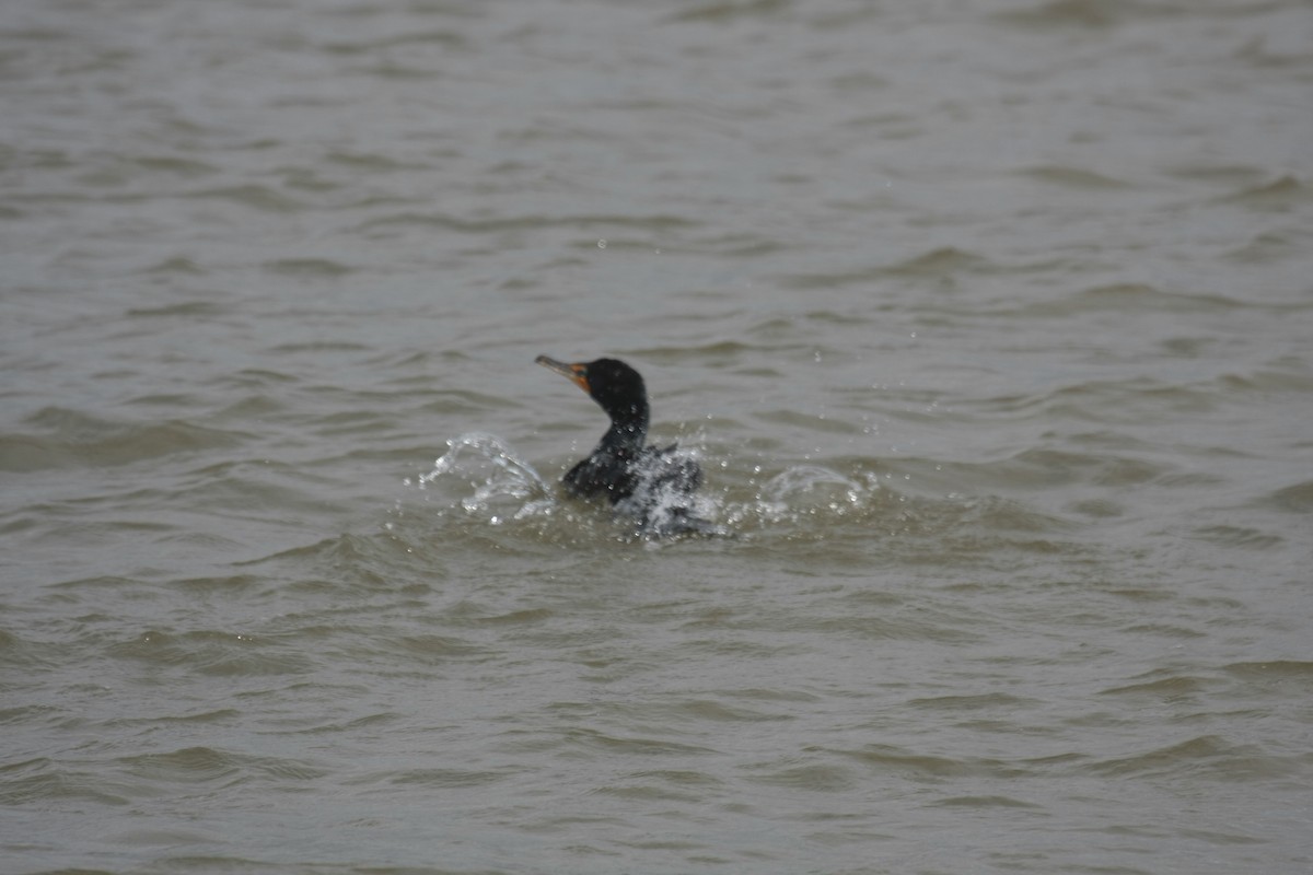 Ушастый баклан - ML647017735