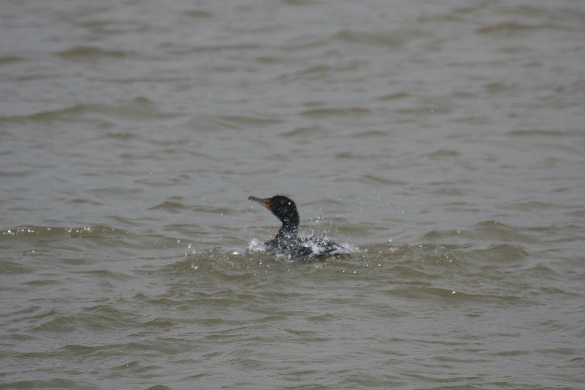 Ушастый баклан - ML647017736