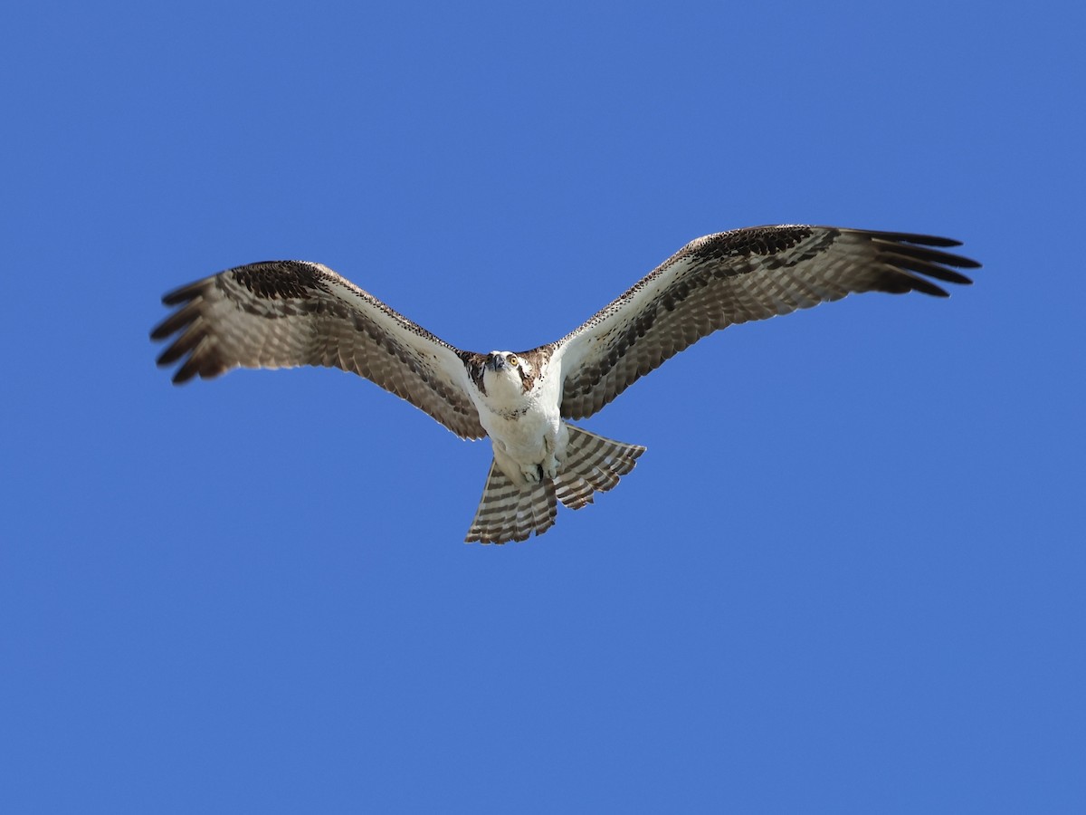 Osprey - ML647017739