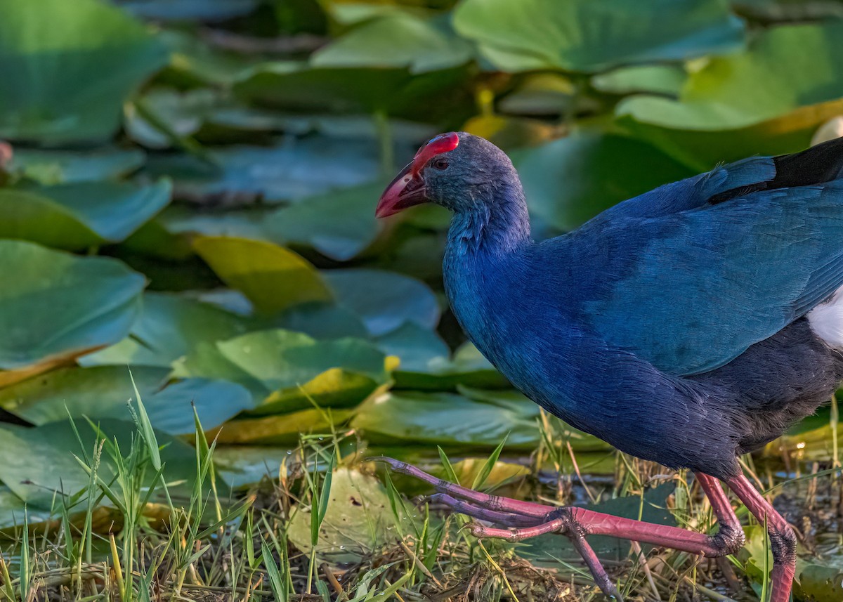 Uroilo urdin burugrisa - ML647017741