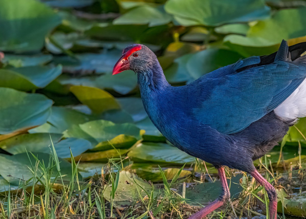 Uroilo urdin burugrisa - ML647017742