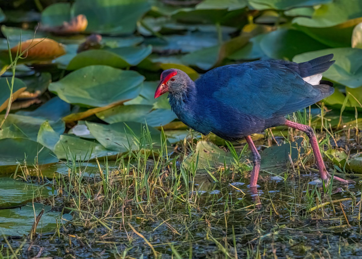 Uroilo urdin burugrisa - ML647017743