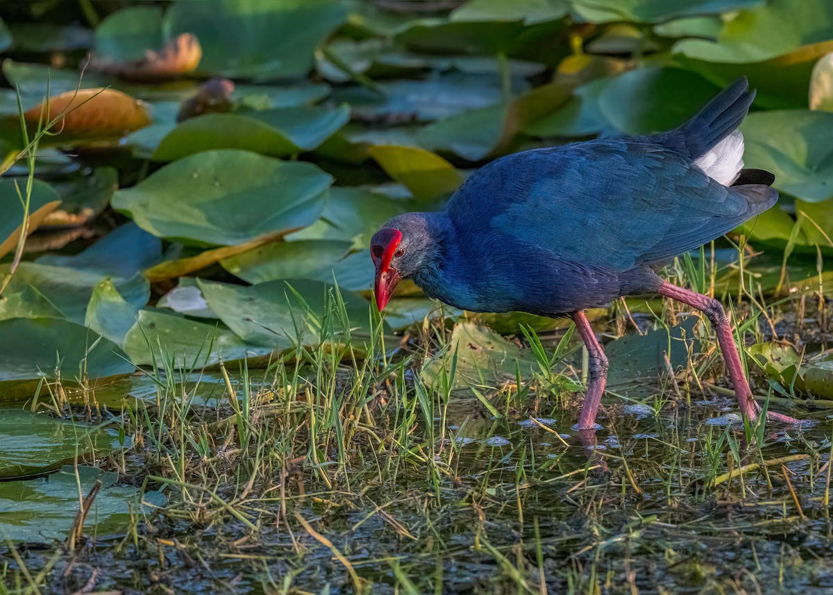 Uroilo urdin burugrisa - ML647017744