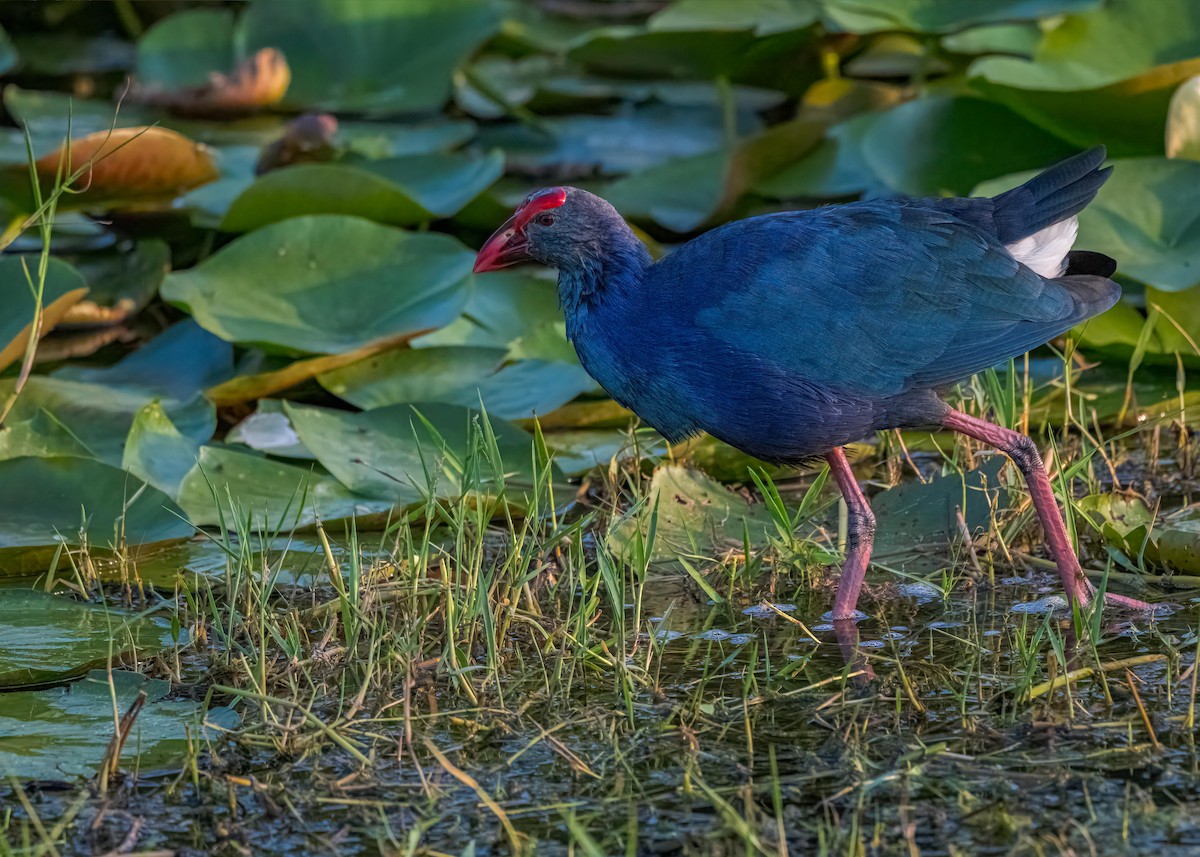 Uroilo urdin burugrisa - ML647017745