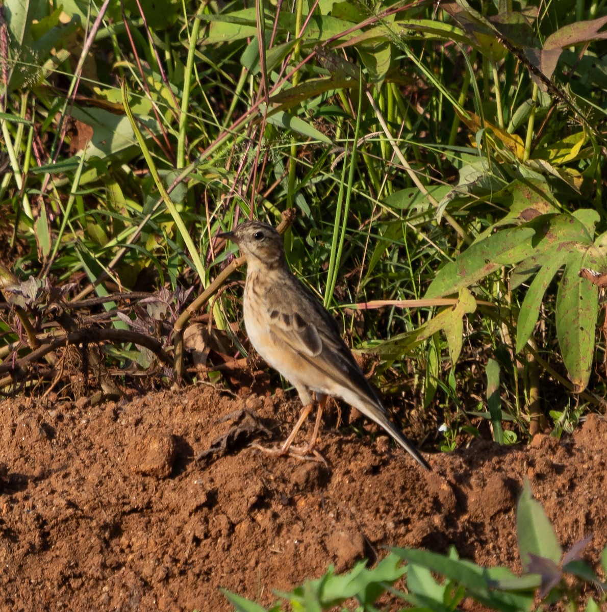 Blyth's Pipit - ML647017746