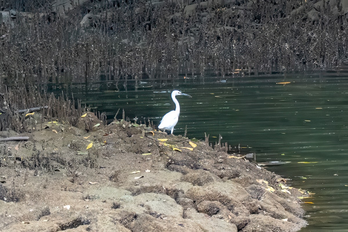 silkehegre - ML647017751