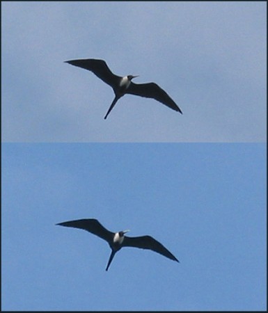Magnificent Frigatebird - ML647017752