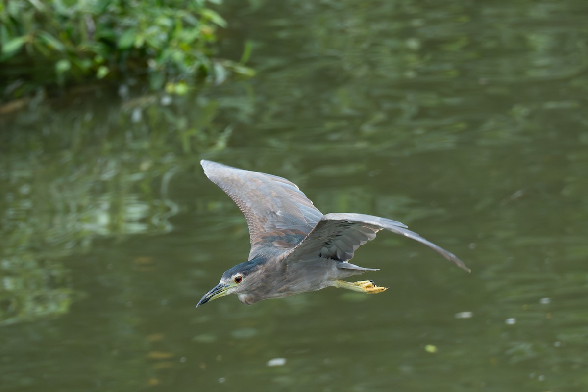 Black-crowned Night Heron - ML647017753