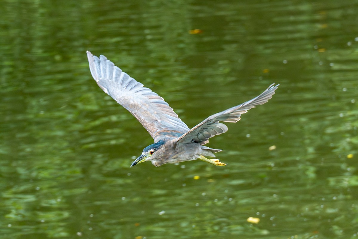 Black-crowned Night Heron - ML647017754