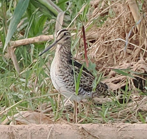 ハリオシギ - ML647017759