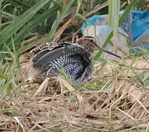 ハリオシギ - ML647017760