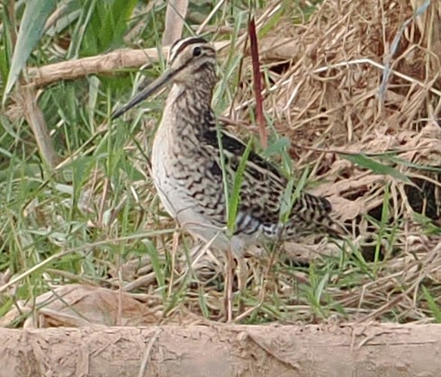 ハリオシギ - ML647017761