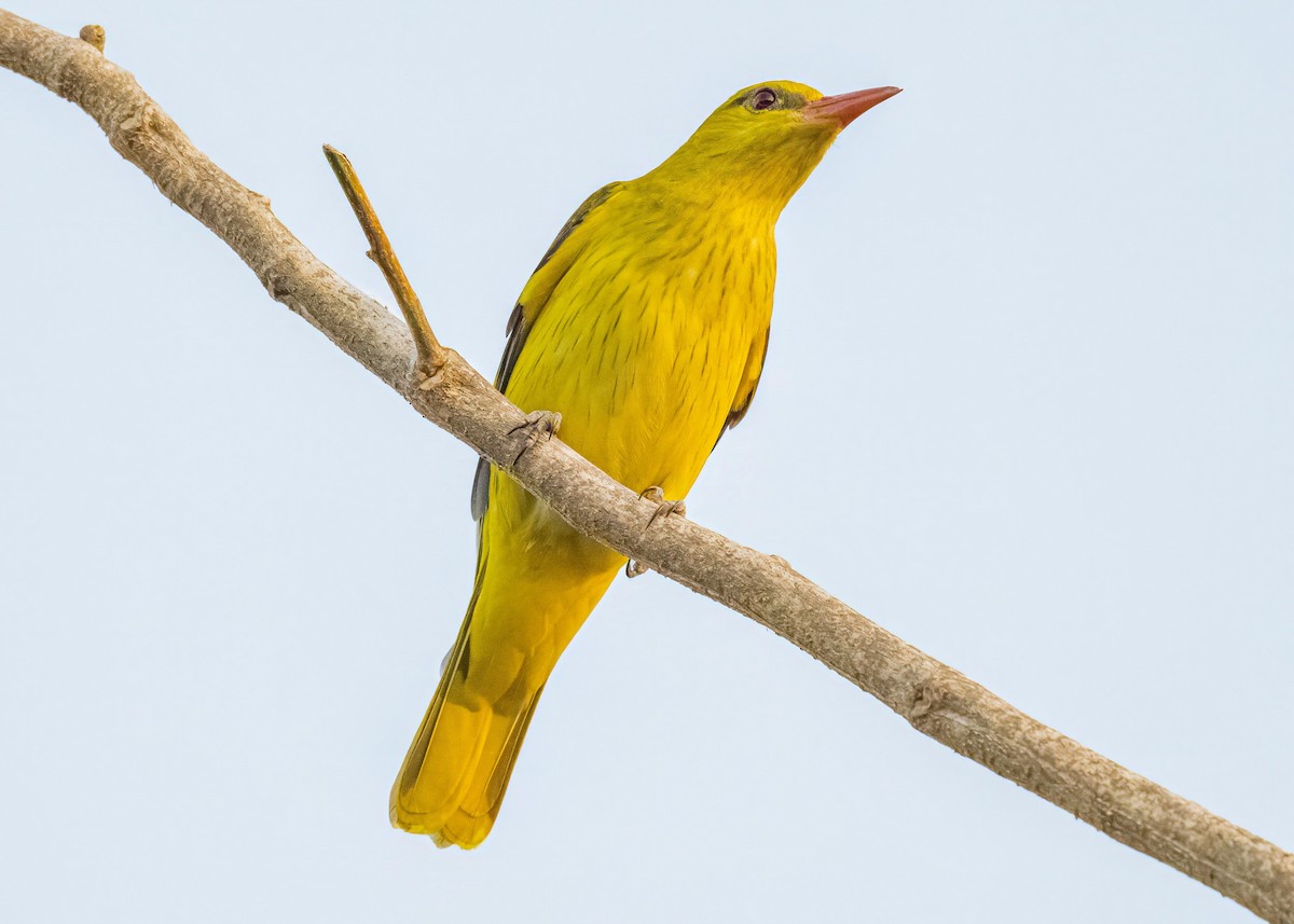 Вивільга індійська - ML647017763