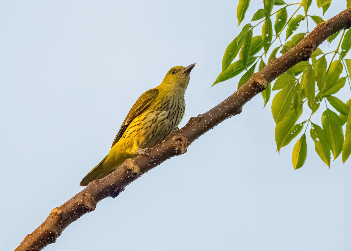 Вивільга індійська - ML647017764