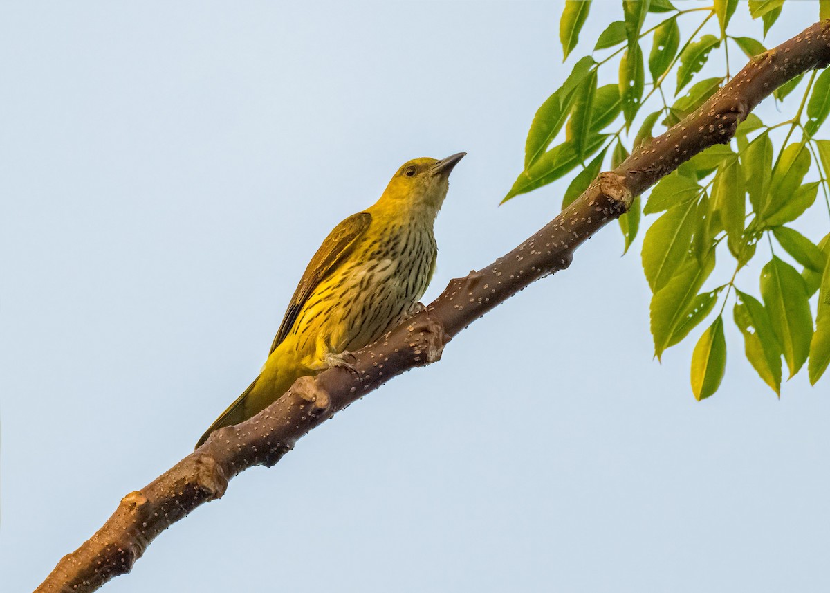 Вивільга індійська - ML647017765