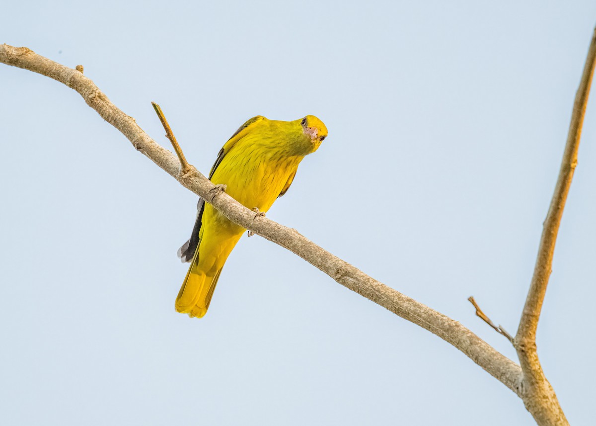 Вивільга індійська - ML647017766