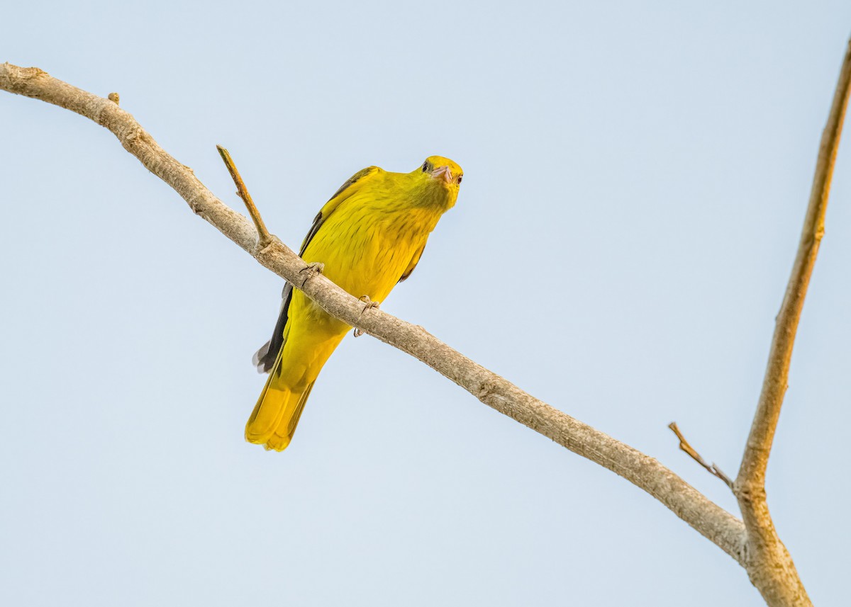 Вивільга індійська - ML647017767