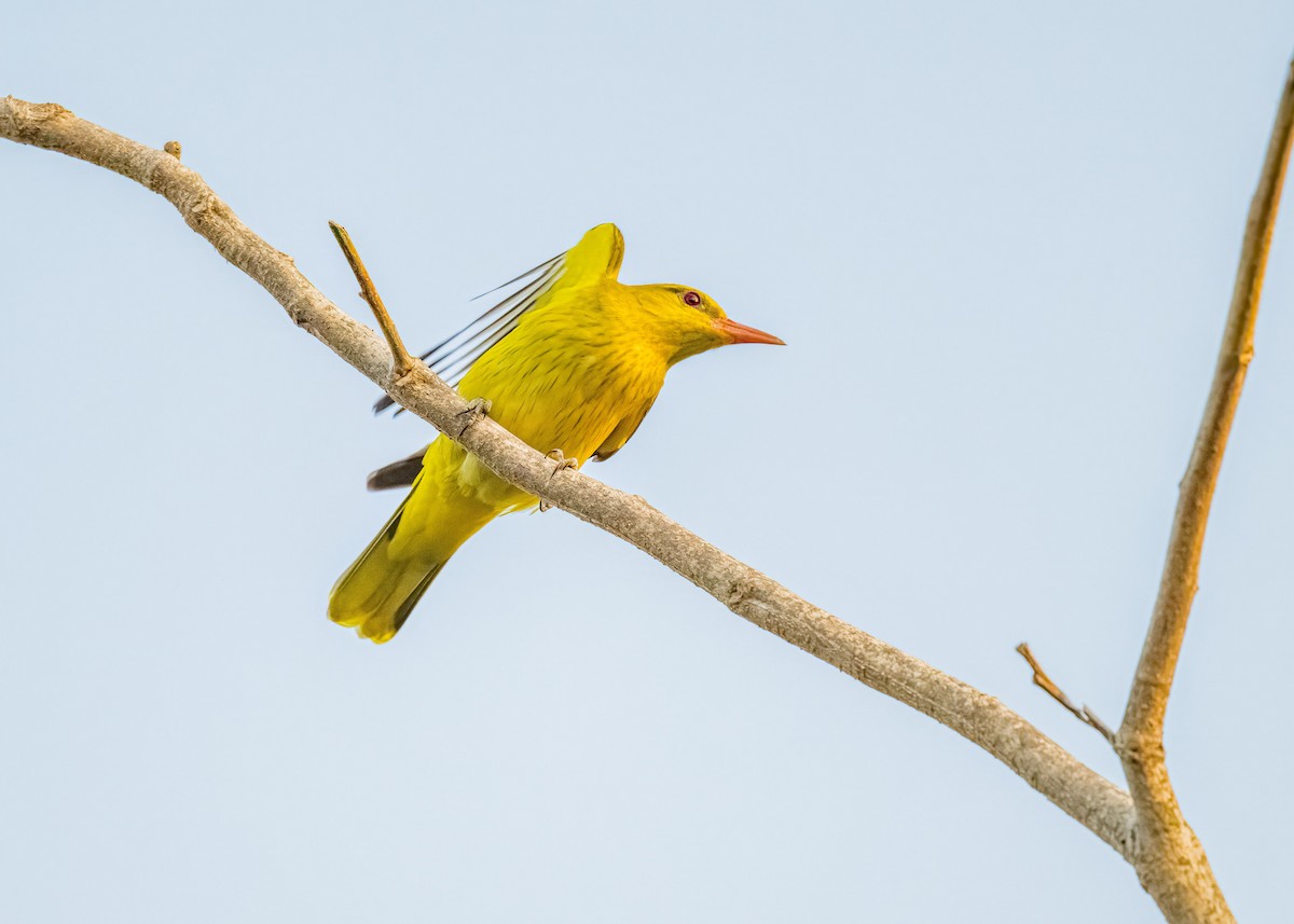 Вивільга індійська - ML647017768