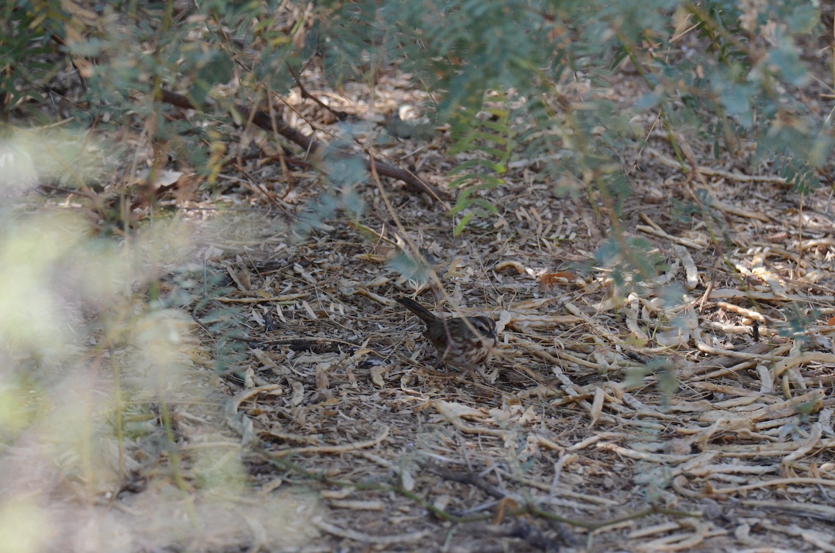 Song Sparrow - ML647017771