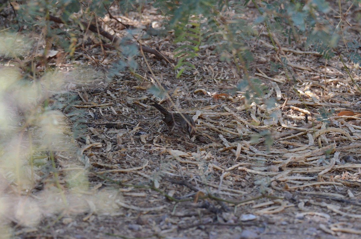 Song Sparrow - ML647017772