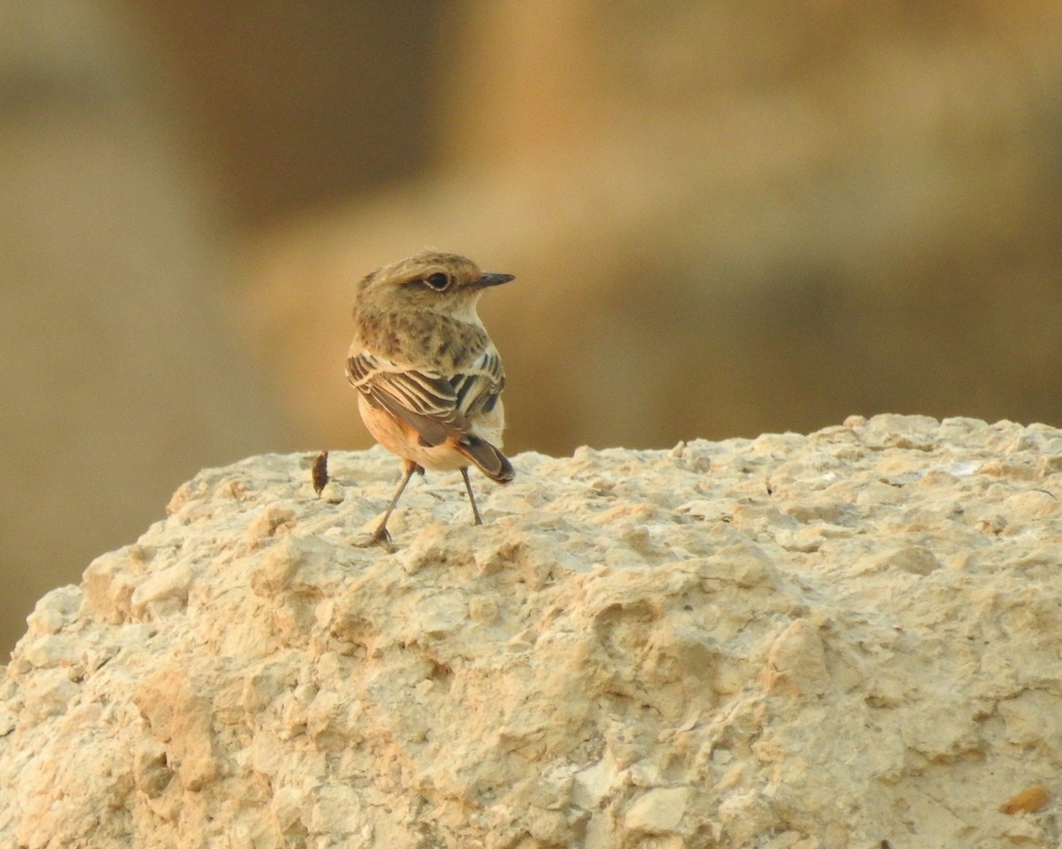 Siberian Stonechat - ML647017774