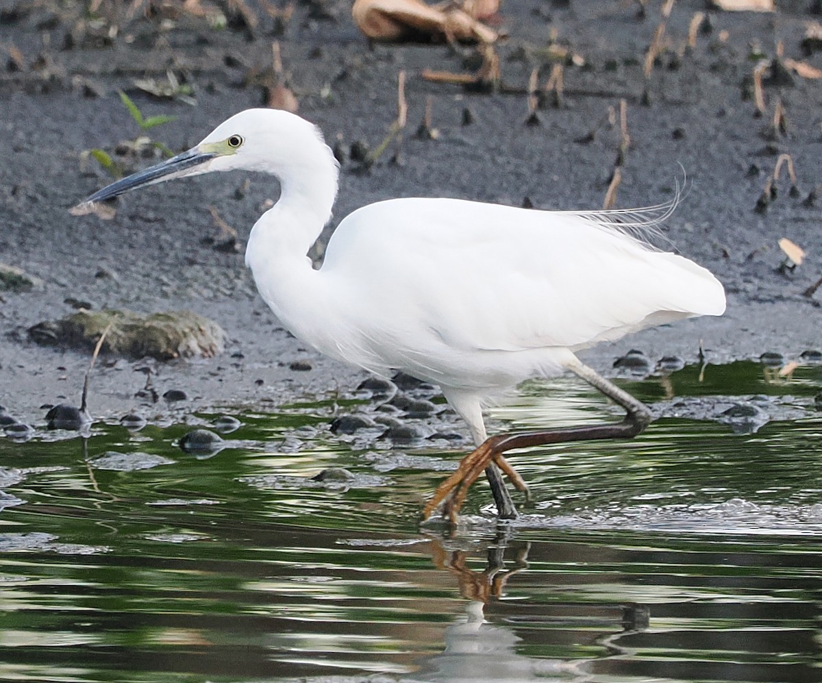 silkehegre - ML647017775