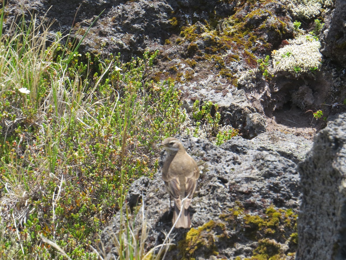 Buff-winged Cinclodes - ML647017778