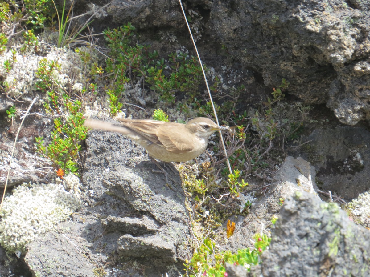 Buff-winged Cinclodes - ML647017779